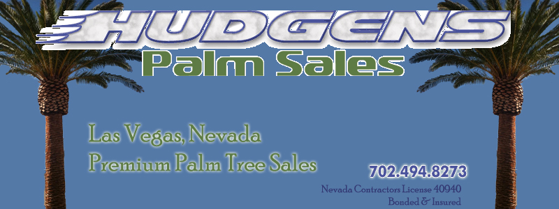 Hudgens Palm Trees:: Palm Trees of Las Vegas