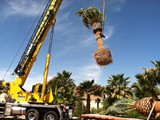 canary crane in