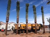 date palms