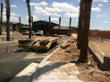 phoenix dactliferia (date palm)