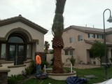 rhoads ranch canary